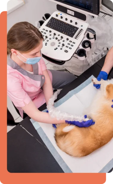 Home | Clínica Veterinária Ribeirão Pires | Saúde e bem estar animal Veterinaria Ribeirao Pires Consulta 03 Carrossel | Clínica Veterinária Ribeirão Pires | Saúde e bem estar animal