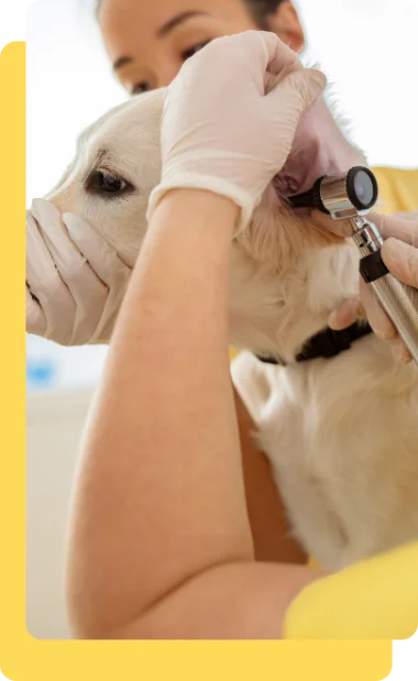 Home | Clínica Veterinária Ribeirão Pires | Saúde e bem estar animal Veterinaria Ribeirao Pires Consulta 04 Carrossel | Clínica Veterinária Ribeirão Pires | Saúde e bem estar animal