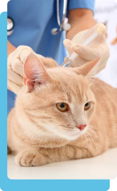 Home | Clínica Veterinária Ribeirão Pires | Saúde e bem estar animal Veterinaria Ribeirao Pires Consulta 05 Carrossel | Clínica Veterinária Ribeirão Pires | Saúde e bem estar animal